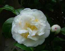 Camelia F.l.m. Ice Lake